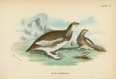 Rock Ptarmigan by English School